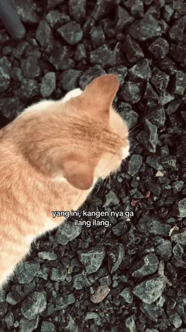 😌 #fyp #kangen #galaubrutal 