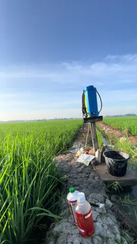 💦🌾🌾#ilmupadi🌾 gini aja dulu#petanimuda #petanimilenial #nyemprothamapadi 