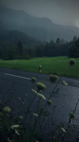 Rainy day 🖤☔️🌲#relaxing #nostalgia #explore #calmvibes #aestheticvibes #cinematicvideo #moodyvibes #calmdown #darkaesthetic #calm #foryour #switzerland #swissphotographer #naturephotography #rainyday #forest #nature #relax 