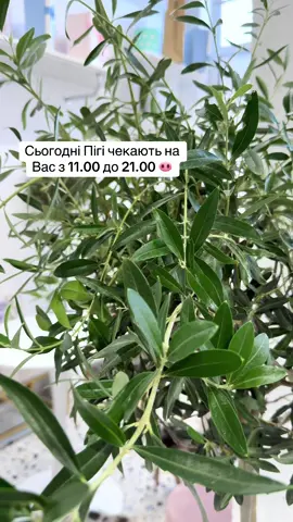 Сьогодні Пігі чекають на Вас з 11.00 до 21.00 🐽 … #piggy #pig #pigs #pigsoftiktok #piggycafe #minipig #minipigs #minipigsoftiktok #piglet #minipigs #minipigsoftiktok #piglet #piglets #минипиг #поросятко #хрюшка #свинка #свинкапеппа #хрюшки #літо #кудипітикиїв #кавярнякиїв 