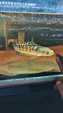 batik semarangan absen #yellowsentarum #maruliodesloverindonesia #ysbatik #kuning #semarangstory #viralvideo #gabushias #channayellowsentarum #marubatik @Ferikutes #@CHANA ONTRAN ONTRAN @arrach.limbatanian @Badil @ADH SNAKEHEAD FISH @animalhome14store @BronxFish @BOCIEL SNACKHEAD @chanawonosobo @Azmift @BANIFISH @ＢＵＹＥＲ ＣＨＡＮＮＡ @channahomies @Feryan Nggehmpun @Feedhuntofficial @funtasticsnakeheads @ibnunamikazezin @Indra Ang / BorneoJayaAquatic @Jogja Premium Fish #CapCut 