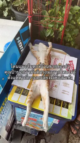 ฮืออน่ารักอะผิดกับตัวที่บ้านแทบจะอ้อนวอนให้เล่นด้วย🥹💖#pov #ขึ้นฟีดเถอะ #ทาสแมว 