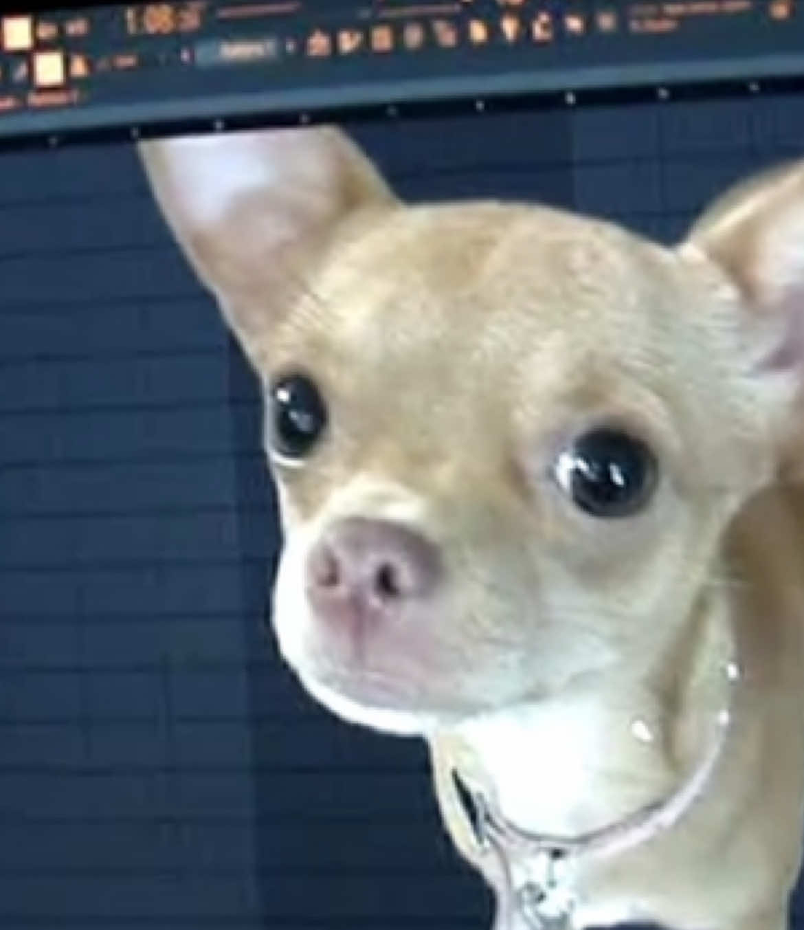 Fuckass dog #fuckassdog #fyp #fl #flstudio #music #dumbassdog #jaydes 