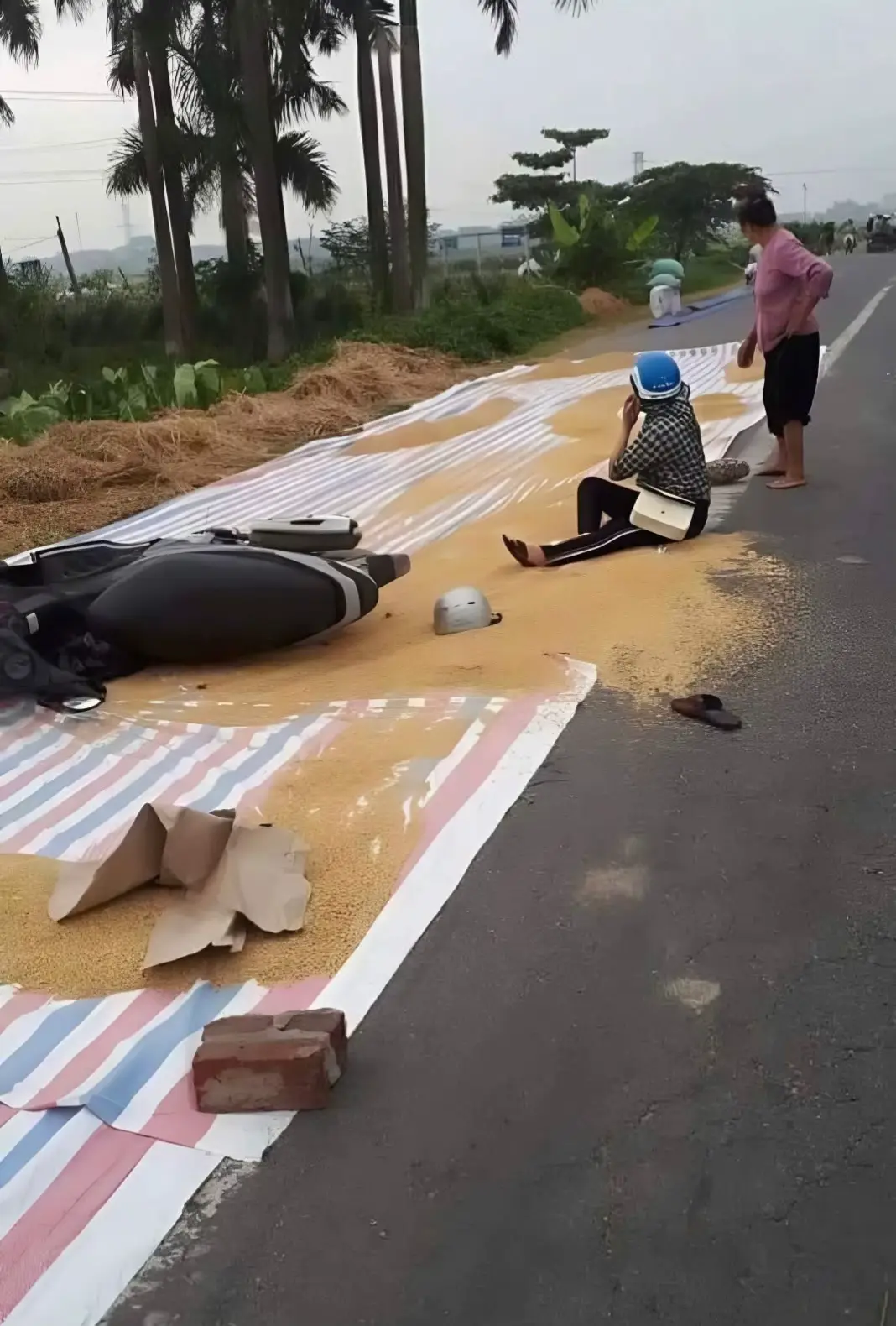 Người dân phơi lúa ngoài đường, chị ấy đi vào tấm đệm phơi lúa không may ngã bể yếm xe bắt chủ đệm lúa đền 3 triệu; đúng hay sai mọi người ơi?