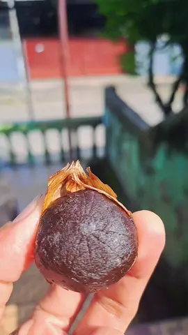 Promo Black Garlic Jumbo Garlicious Bawamg Hitam Tunggal #blackgarlic #bawanghitamtunggal #blackgarlictunggal 