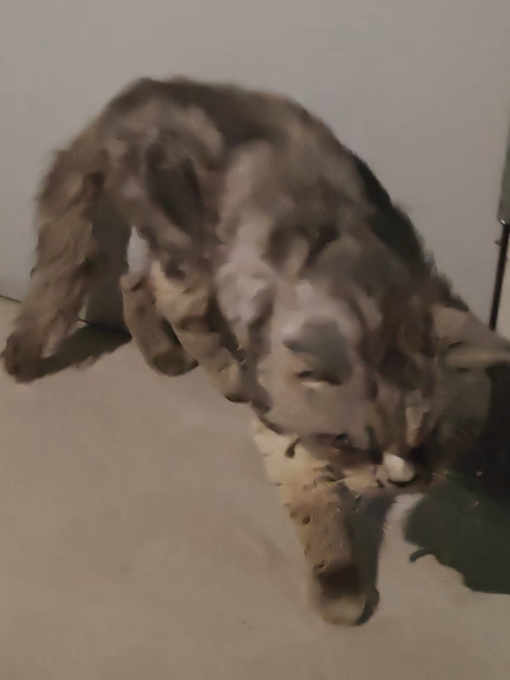 Poor cat #cat #trending #xuhuong #fyp #pet 