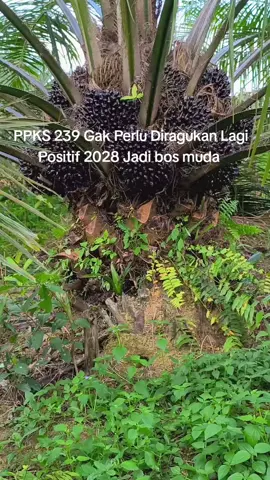 PPKS 239 #sumaterabarat #kalimantan #bibitunggul #bossawit #bosmuda #ppks #petanisawit 