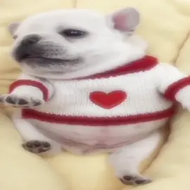 vroo is pibble niche 