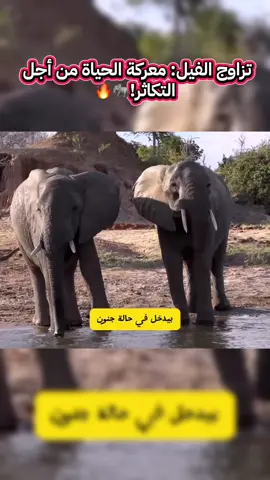 تزاوج الفيل: معركة الحياة من أجل التكاثر! 🐘🔥🔥 ‏#nature #cute #pet #cats #dog ‏#photooftheday #foryou #viral #explore #fyp #foryourpage #foryour #اكسبلور  ‏#animals #nature #animal #wildlife #Love #pets #cute #pet #photography #dog #naturephotography #dogs ‏#wildlifephotography #animallovers #cats #cat ‏#petsofinstagram #animalsofinstagram ‏#instagram #dogsofinstagram #photooftheday #art #birds #animalphotography #instagood ‏#catsofinstagram #petstagram #puppy #200 #bird ‎#توالد_الحيوانات #ولادة_الحيوانات #حيوانات #الطبيعة #عجائب_الطبيعة #تربية_الحيوانات #عالم_الحيوانات #حيوانات_الريف #مشهد_نادر #وثائقي_الحيوانات #بيئة_طبيعية #مقاطع_حيوانات #AnimalBirth #AnimalBreeding #BabyAnimals #Wildlife #NatureLovers #AnimalLife #FarmAnimals #AmazingNature #AnimalKingdom #AnimalMoments #NaturalBirth #CuteAnimals #حيوانات #حيوان #حياة #بسة #قطة #بستي #نمر #عصفور #طير #طيور #خروف #حديقة_حيوانات #ببغاء #كروان #كنار #غرد #تغريد #أليفة #saafee_hashtags  ‏#animals #cutepets #animalsoftiktok #PetsOfTikTok #funnyanimals #wildlife #cuteanimals #animalvideo #petlove #animallovers ‏#dogsoftiktok #catsoftiktok #puppylove #kittenlife #petfunny #funnydogs #funnycats #petlife #petvideos #petdaily ‏#europepets #eupets #petsineurope #europeananimals #tiktokpetsEU ‏#animaux #chiens #chats #mignons #animauxdrôles #animauxdecompagnie #vidéodrôle #animauxTikTok ‏#tiere #haustiere #lustigetiere #katzen #hunde #tierliebe #witzigetiere ‏#animales #mascotas #gatitos #perritos #videosgraciosos #amolosanimales #الفيل #فيل  