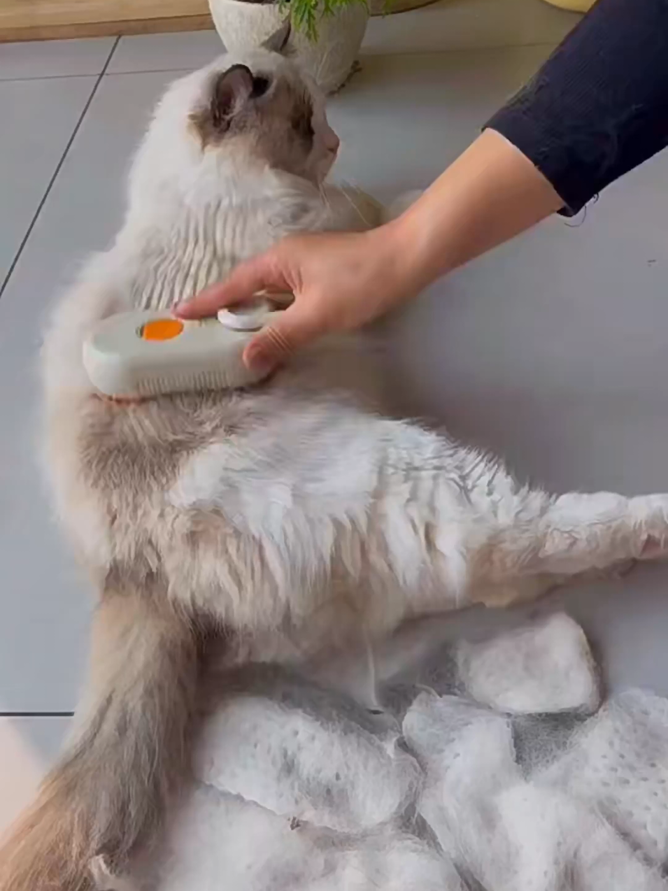 Sisir uap bulu kucing anjing pet grooming. #sisir  #sisirbulukucing  #sisiruapkucing  #sisirgroominganabul  #sisirbulu  #sisirgrooming  #alatgrooming  #petgrooming  #cat  #catlover  #catlovers  #pecintakucing  #kucing  #groomingtools  #sisirkucing 