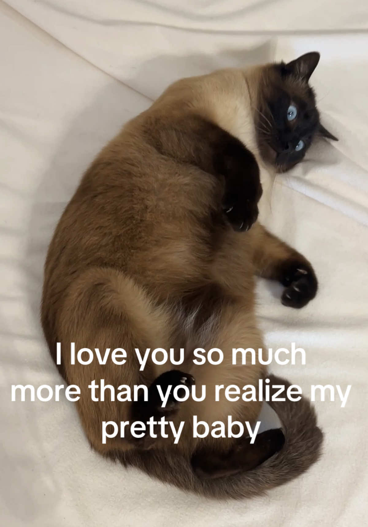 Ogni volta che cambio le lenzuola finisce così