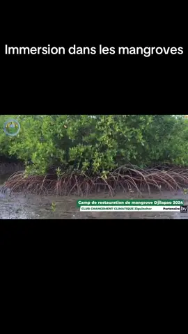 Technique de restauration de mangrove! Restaurons nos mangroves et gagnons en vie aquatique, cette écosystème si complexe renferme d’énormes potentialité en termes de ressources et d’économies! #pourtoi#METE#mangrove#viral#timonier @Université Assane Seck de Zig @Green Actions Senegal @DAZN France @Sen casa tv @l’étudiant 27 🇫🇷🇸🇳 @adamasankhare3 