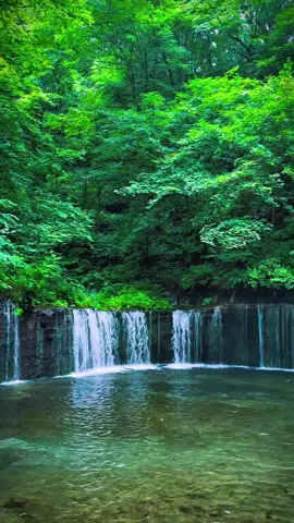 Let the greens of Karuizawa do the talking 💚 ชิวๆที่ Shiraito Falls #Karuizawa #ShiraitoFalls #JapanNature #SlowLifeJapan #เที่ยวญี่ปุ่น