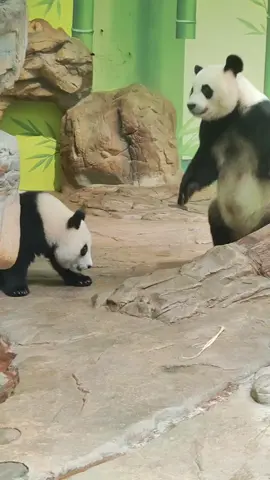 bà manh tức giận nhảy lên #panda #gấutrúc #độngvật 