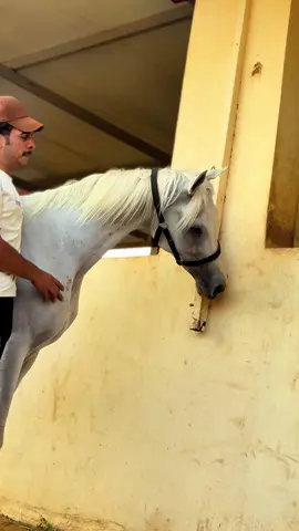 تحـبيني😇#برزان #الحمد #خيل_وخياله🐎 #عادت_نشر🔁 #الخيول_العربية_الاصيلة #بيجي_صلاح_الدين_تصويري_ #بغداد_بصرة_موصل_الكويت_الخليج_دبي_بغداد🧿 @برزان الحمد 💔🥹 @برزان الحمد 🥹💔 @برزان الحمد 💔 
