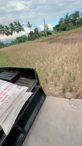 🤤🤤#fyppppppppppppppppppppppp #masukberanda #gabahbalap🌾 #fffffffffffyyyyyyyyyyypppppppppppp #fypシ゚viral🖤tiktok #masukberandatiktok #baranglokal #berassuper #l300 #baranglokal #masukberandafyp #padisuper🌾 