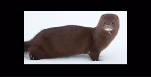 #rødt #norge #mink #norgetok #politikk 