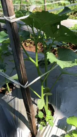 #fyp #petaniindonesia🇮🇩🇮🇩🇮🇩 #petanimilenial #petanitimun🥒 #petani 