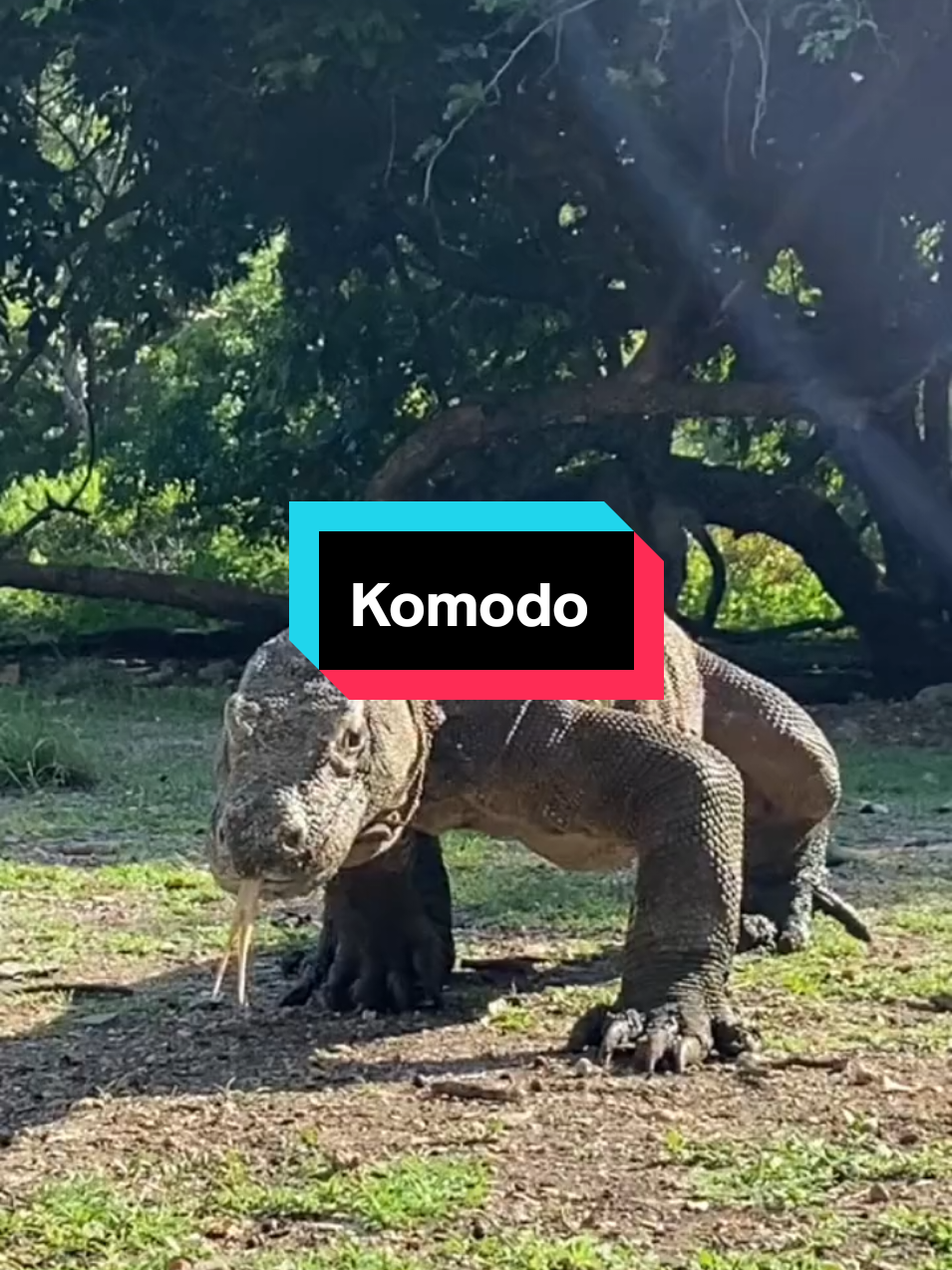 Komodo: Naga Terakhir yang Masih Hidup... di Indonesia!