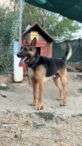 Tek bir komutla herşey değişir :) #Pusat #Almankurdu #Workline #K9 #Kurtköpeği 