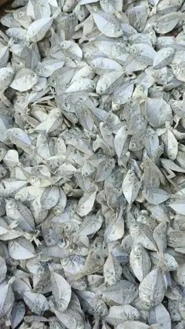 ikan asin pirik kualitas oke banget #ikanasin #ikan #ikanasinpirik 