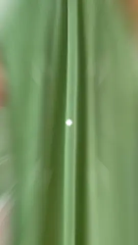 Dê uma olhada em wistlefashion Vestido longo MultiFormas Madrinhas Casamento Festas Cores 40% desconto frete gratis por R$31,99 - R$88,11. Compre na Shopee agora! https://s.shopee.com.br/8ALKUWzBjY #barato  #poderosa 