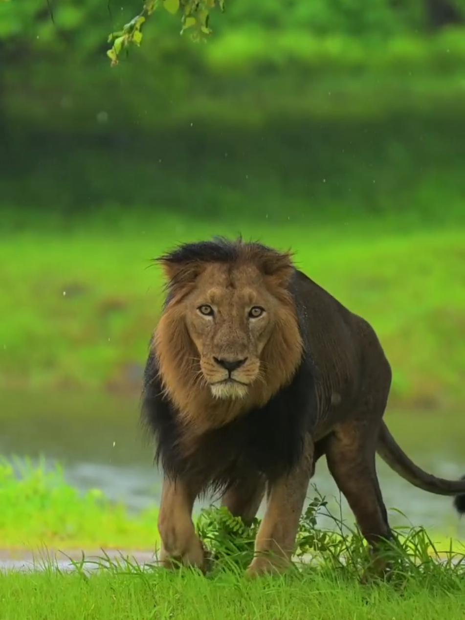 Devraj, the most famous Asiatic Lion still going strong at around 14 years old. Gir Forest, India 🇮🇳  📹 junglee_traveller #lion #wildlife #nature #animal #cat #safari #forest 