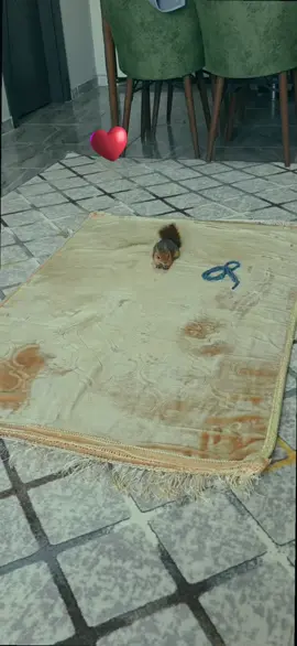 🐿🍂🤲#tiktok #sinco 