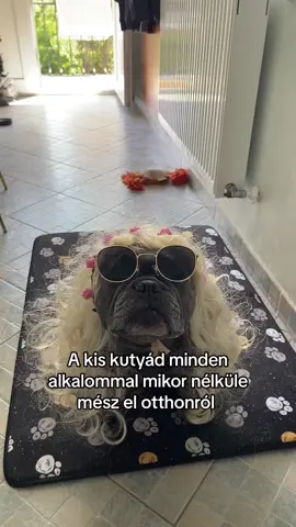 10/9x jön velem amugy …. Kis csicska #fyp #foryou #nekedbelegyen #neked #frenchbulldog #frenchiesoftiktok #puppiesoftiktok #frenchie #foryoupage 