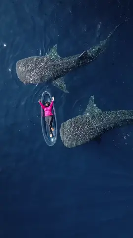 Wisata hiu paus.. Datang & kunjungi Datang & rasakan sensasinya . #wisatasumbawa  #wisatalombokkeren  #wisatantb❤️🥰😘  #wisatabahariindonesia  #wisatabali  @♒️CeKo♒️  @PAKET WISATA LOMBOKSUPER MURAH  @🤘🏽[SK]BAIQ_RINY_LOMBOK @vie_joenk 