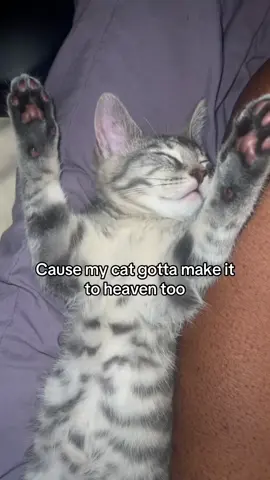 For real though #fyp #kittensoftiktok #kitty 