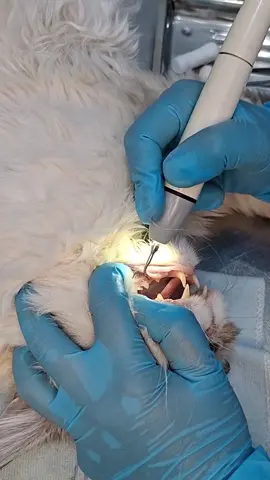 ⚠️Ne tardez pas prenez dès maintenant un RDV pour votre petit Animal 🦷😸🐶 📱:0562195957 Gps:Clinique Vétérinaire Kitty #dz #Vétérinaire #cha #chien #santeanimale 