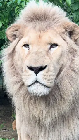 HEADING TO THE NAIL SALON 💅  Big thanks to our vets and IZVG - They’re amazing and do amazing things!!! 🖤 #fyp #foryou #lion #whitelion #manicure #bigcat #lwp #lincolnshirewildlifepark #oldcat #hairdresser #izvg #vet #routine 