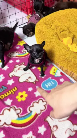 🥰🥰#chihuahua #xuhuong #capcut #tiktok #chihuahuastiktok #yfp #chihuahuas #chiwawa #cún 