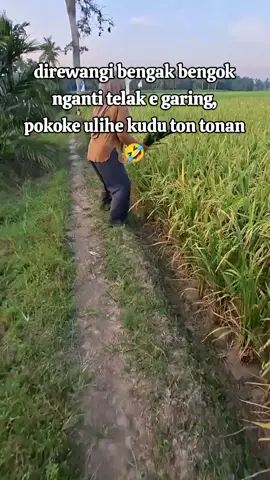 Kudu pokok e Ya Allah 😄😭🤲🤲🤲 #petanimuda #tunggumanok🐦🐦🐦🐦  #fyppppppppppppppppppppppp  #viraltiktok #petaniindonesia🇮🇩🇮🇩🇮🇩🌿🌿  #sawahpadi 