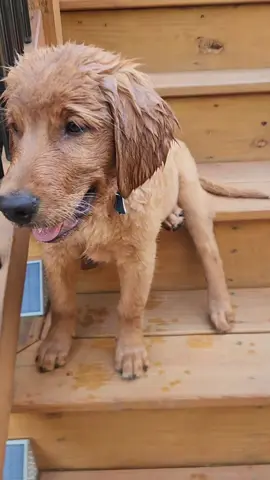 wet dog. #goldenretrieverpuppy #puppy #doglife #goldenretriever #puppytiktok #wetdog 