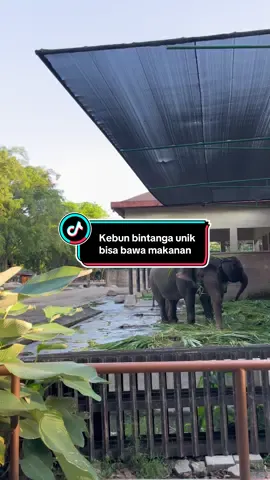 Banyak banget gratisannya main kesini besst  #gembiralokazoo #kebunbinatangjogja #jelajahhepi #jogjakebunbinatang #jogja 