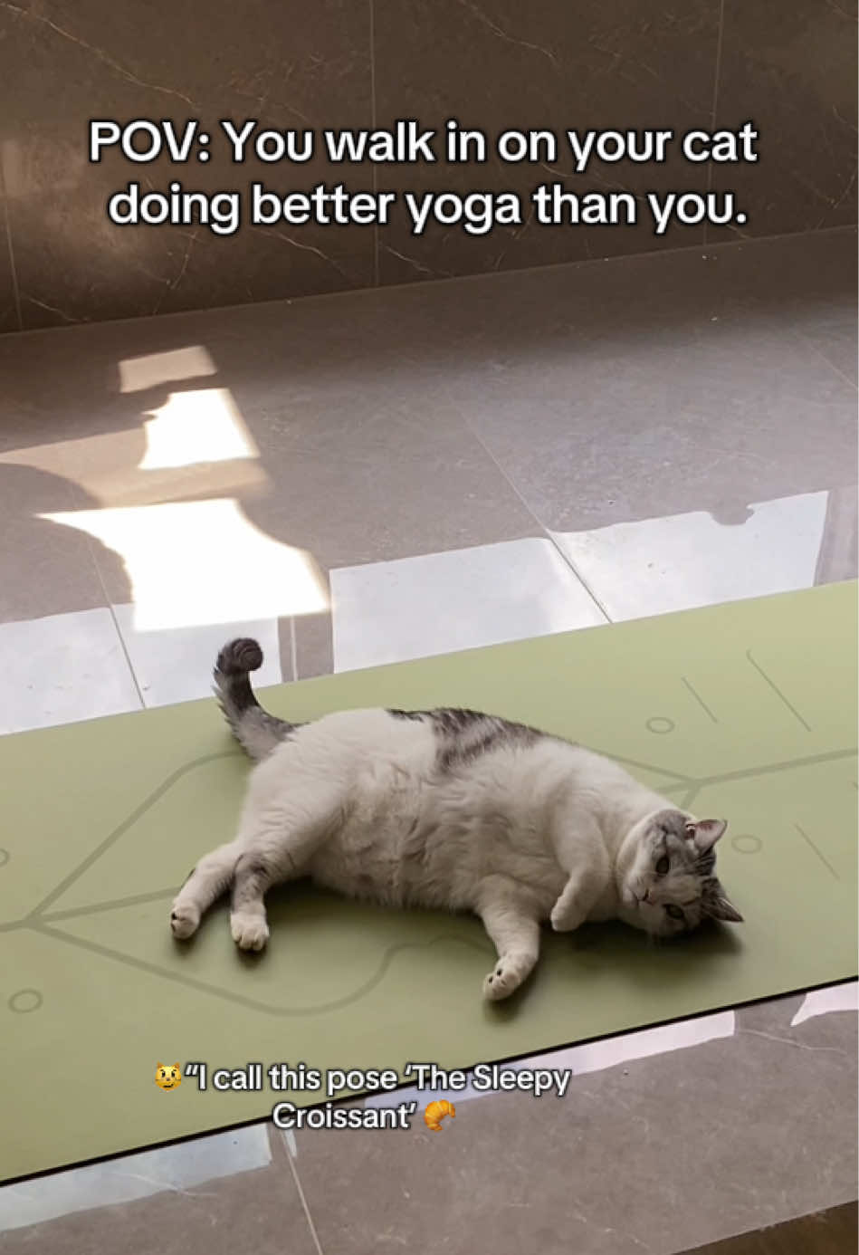 My cat does morning yoga better than I do 😮‍💨🧘‍♀️ BiBi’s morning flow routine is full of elegance & effort ✨#catyoga #morningrountine #catstretch #pettok #tiktokofcats #BiBiMouse 
