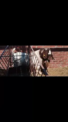 ماشاء  الله  لاقوة الا بالله  الطالوقه  الخاص بشغلنا  بوتن الافريقي  دعواتكم بالبركه ولكم بالمثل 