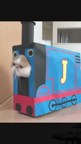 🚄🚄🚄🤓#cat #catsoftiktok #foryoupage #train #trainyourcat 