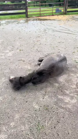 #mini #minihorse #miniaturehorse #fyp #fypviral #stallion #horse 