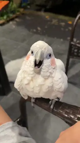 When will this kind of day end? I can't see any hope. #ParrotLove #ColorfulBirds #TalkingParrots #PetBirds #BirdLovers #FeatheredFriends #ParrotLife #CuteAnimals #Birdwatching #ExoticPets 