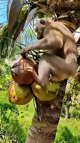 Monkey harvesting coconuts #shorts #viral #ytshorts#trending #foryou @TikTok Bangladesh 