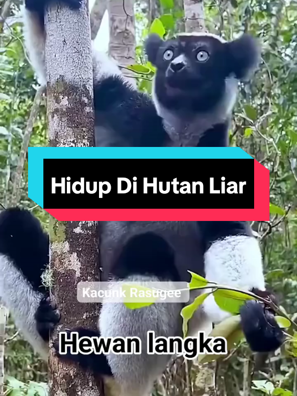 Jenis Suara - Suara satwa Hewan di Alam Liar.#fypシ゚viral 