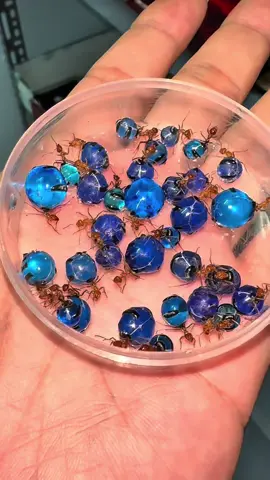 Honeypot ants are truly beautiful #KiếnMật #HoneypotAnts #hoccungtiktok #LearnOnTikTok #CleanTok #fyp #boxstudio 