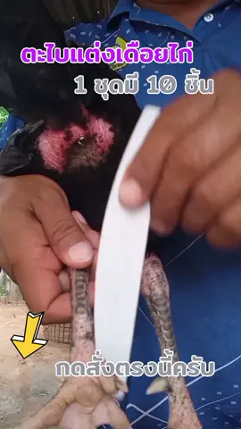 #ตะไบแต่งเดือยไก่ #ตะไบแต่งตอไก่ #ตะไบแต่งทรงเล็บ #รีวิวตะไบแต่งเดือยไก่ชน #เลี้ยงไก่ #ไก่ชน 