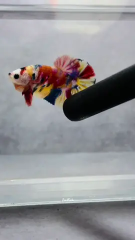 Multycolor Plakat #ikancupanghiasindonesia #bettafish #bettafishindonesia🇮🇩 