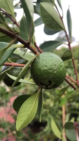 mudas frutíferas já produzindo por 17 reais cada uma a cada 5 mudas ganha 1 de brinde chama no WhatsApp pra mas informações sobre o catálogo 32991140527 #mercadolivre #plantas #mudas #viral 