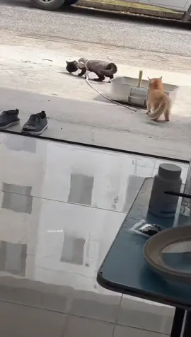 #funny #cute #animals 