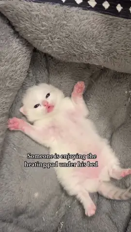 He’s just the cutest little bean when he has his heating pad, but also me asf #ragdoll #kitten #fyp #heatingpad #viralvideo 